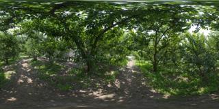 茂县农业基地图片 (38)